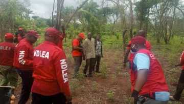 Tashin hankali: Gwanda ku kasheni da ku raba ni da gonar wiwi na - Cewar wani mai gonar wiwi da NDLEA suka kama