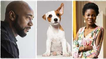 "We broke up months ago": Lady buys dog, names it after her ex-boyfriend to spite him, man cries out