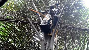 Palm wine tapping: How traditional practice made Nigerian man a millionaire and lessons for the youths