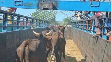 Gwamna Zulum Ya Sake Bude Kasuwar Shanu ta Gamboru Ngala dake Borno