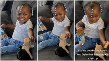 "Puppy in teacup": Baby girl puts her little dog in small container, feeds it in viral video