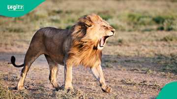 Man confirmed dead after he was eaten by lion he bought few days ago