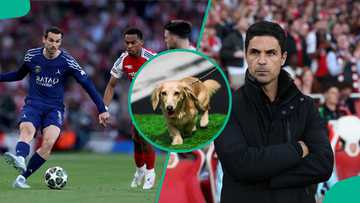 Angry fans react as pet dog predicts full-time score between PSG and Arsenal