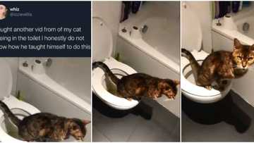 Lady shares video of her cat using the toilet like a human being