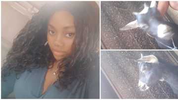 Pretty Nigerian lady keeps goat as pet, stuns social media with photos of her 'shy' pet, many react