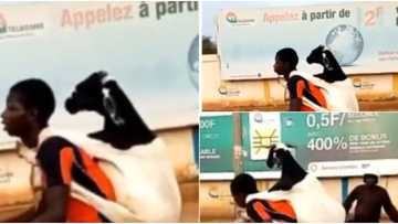 Salah way: Young boy seen backing ram on bicycle as he rides around town with animal, many react