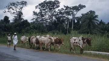 Nigerians react over report of 36 cows killed by strange lightning in Ondo
