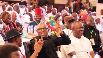 Sai da lissafi: Mutanen Peter Obi Sun Shirya Dabarar Doke Atiku, Kwankwaso da Tinubu