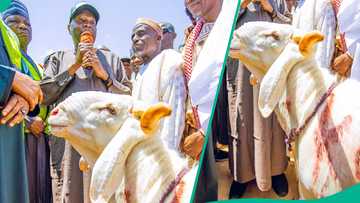 Talakawa sun saya wa shugaban gwamnonin Arewa ragon layya a Gombe