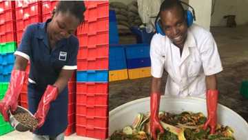 Incredible: Video shows how maggot factory converts waste products into animal feed