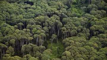 ‘Yan Bindiga Sun yi Garkuwa da Mai Ciki, Sun Bukaci N50m Ko Su Hallaka ‘Dan Jinjiri