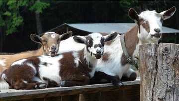 American woman takes neighbour to court, questions her over the paternity of her 5 Nigerian dwarf goats
