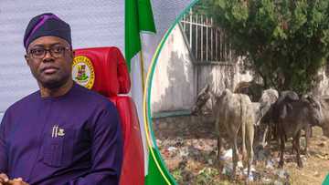 Oyo state fines herdsman ₦1.7 million for violating anti-open grazing law