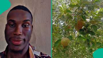 Man cries out years after planting orange fruit during lockdown, posts photo of what he saw