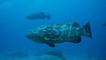 China-Taiwan Face-off: China slams ban on the export of popular fish, grouper