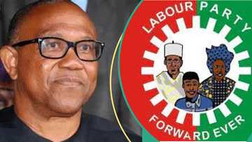 2027 election: Labour Party, Obidients react to Peter Obi defection reports