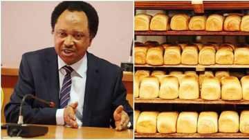 Burodi zai shiga jerin abincin alfarma irinsu Shinkafa, Shehu Sani