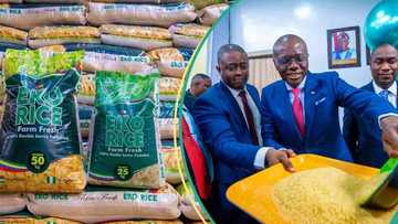 Rice business set for major boom as Lagos trains millers on fortified rice production