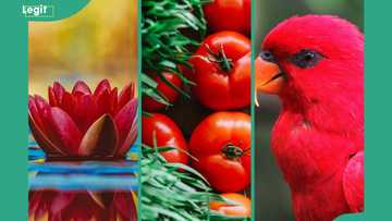 200+ things that are red: dazzling examples in nature