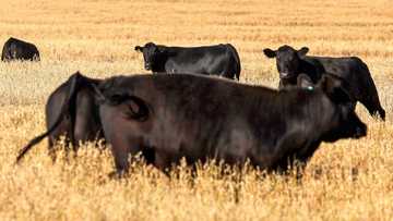 Australia lifts trade barriers on US beef