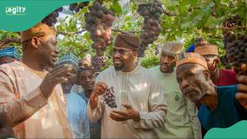 Yadda jihar Kaduna ta kafa tarihin jagorantar Najeriya a noman inabi