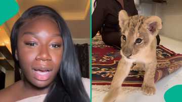 Lady sharaes her experience after taking care of pet lion for just one week