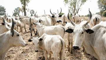 An Haramta Kiwon Shanu Da Dare A Wata Shahararriyar Jihar Arewa