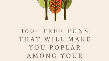 100+ hilarious tree puns that will make you poplar among your friends