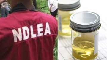 Wani sabon bala'in: Matasan Najeriya na shan fitsari don su bugu - NDLEA