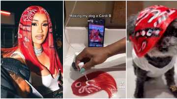 Cardi B trends for bandana inspired red hair, fan hilariously recreates look on dog: “Barki B”