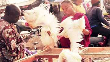 Shirin Sallah: Masu Kaji Son Koka Game Da Rashin Ciniki a Kaduna