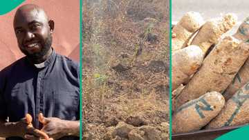 Man who visited his yam farm with high hopes cries out as someone else harvests everything