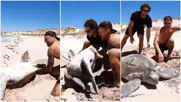 Man rushes towards giant turtle covered in sand & turned upside down, animal walks into water in video