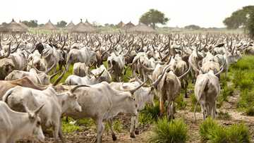 Katsina: An damke jami'in hukumar shiga da fice da shanun sata 164