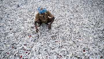 Indian readies for punishing US tariffs