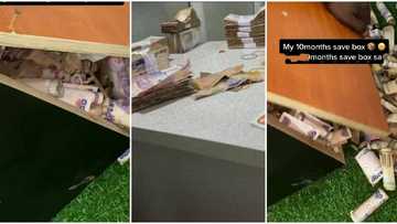 "Detty December": After 10 months of saving, Nigerian lady breaks her piggy bank, shows off cash she saved