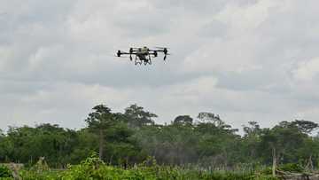 Ivory Coast farmers hope tech tempts jaded youth back to fields