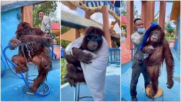 "I'm impressed": Reactions as cute video shows moment orangutan bathes & cleans body with towel