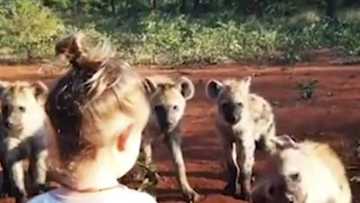 Brave 2-year-old girl surrounded by hyenas plays with wild animals, this is what they did (see video)