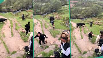 Moment 4 ladies ran for their lives as cow chased them goes viral, video amuses people
