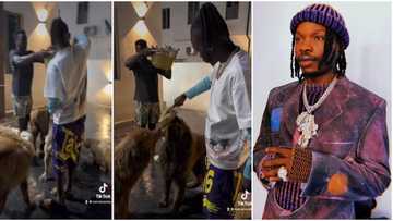 One full chicken per dog: Video of Naira Marley feeding his many pets goes viral, sparks reactions