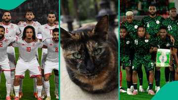 Nigeria vs Tunisia: Mysterious cat reveals prediction for AFCON 2025 Group C decider, video