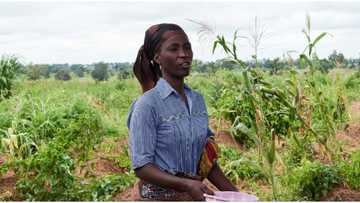 CBN deputy governor cries out over farmers inability to access their farms