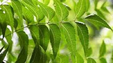 Yadda ake adana hatsi ta hanyar amfani da ganyen Delbejiya (Dogon yaro)