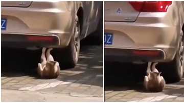 Mysterious: Cat captured doing sit-ups under a car, video goes viral, sparks reactions on social media