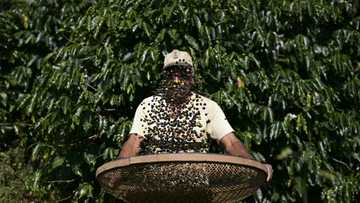 Five products to be hit by Trump's incoming tariffs