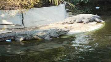 Wukari: Gari a arewa da kadoji ke zaune lafiya da jama'a