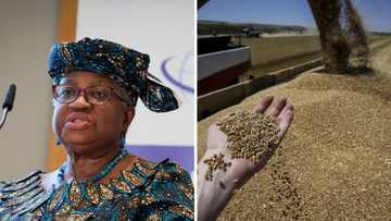 Nigeria, other African countries hit hard as Russia terminates Ukraine grain export, gives tough conditions