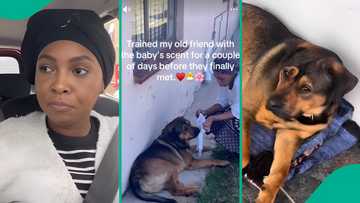 Woman shares how she slowly helped her dog accept her newborn baby