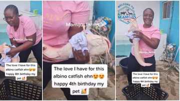 "Not for sale": Nigerian lady shows off her 4-year-old fine albino catfish, celebrates its birthday in video